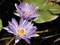 Violet Water Lily I Poster Print by Dana Underdahl - Item # VARPDXPSUND211